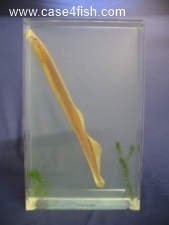 Foto Galerie/Petromyzontiformes/Lampetra fluviatilis/Lampetra fluviatilis_02_S.jpg